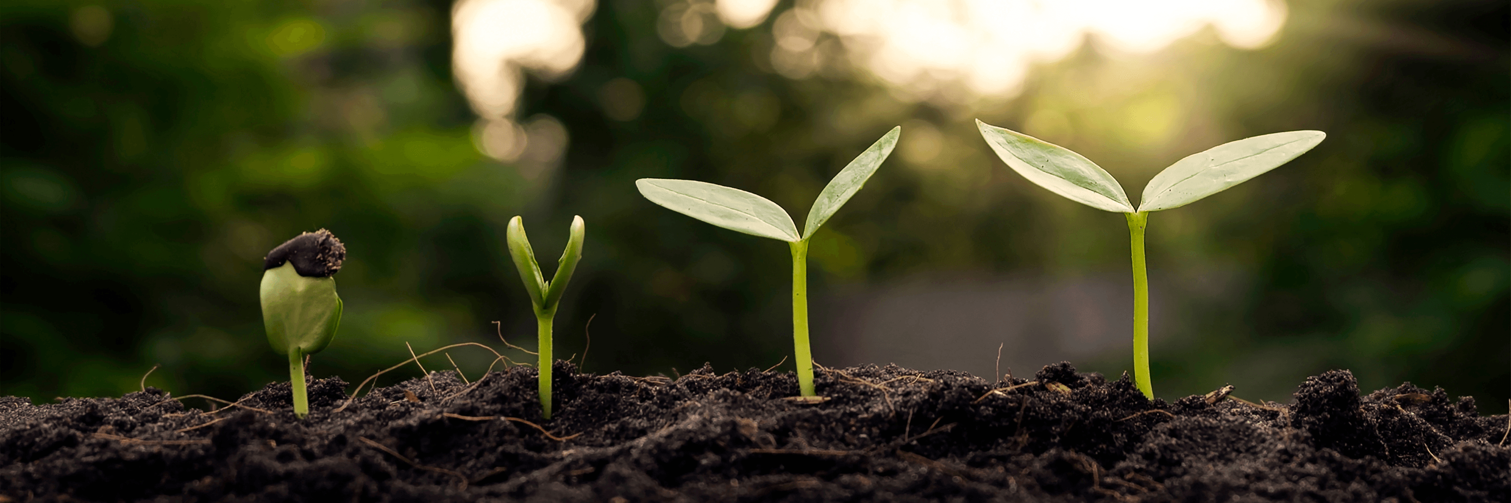 Earth - The Rutile Ltd