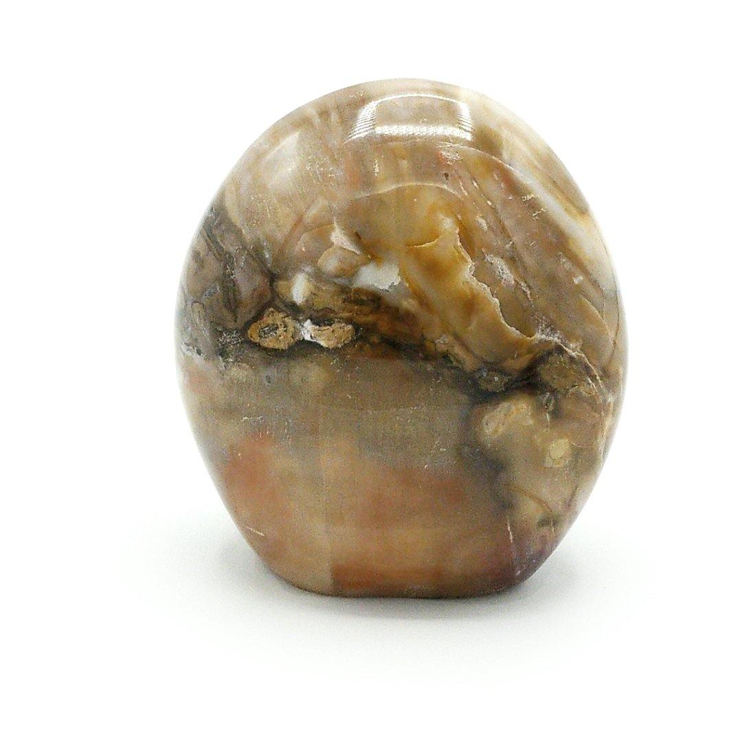 Polished Petrified Wood - The Rutile Ltd
