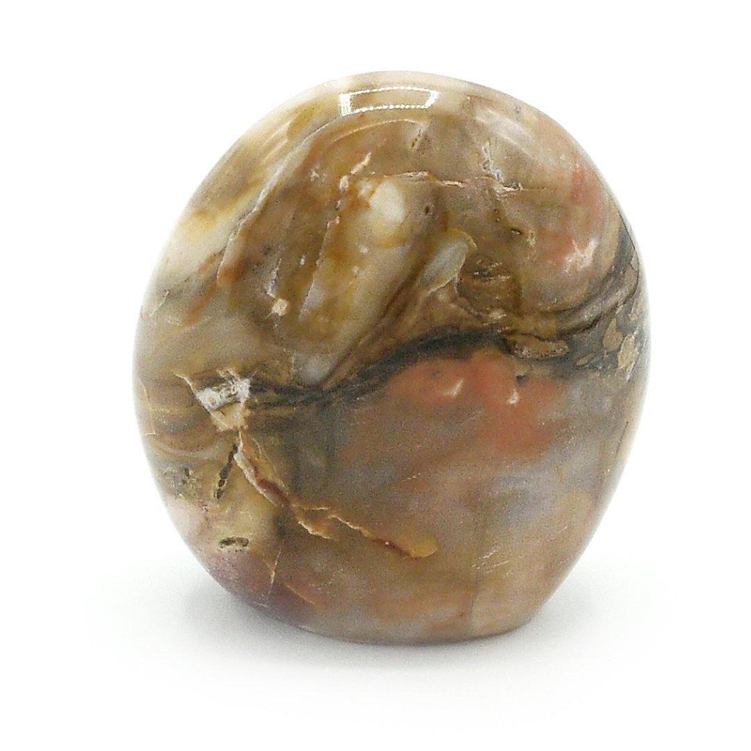 Polished Petrified Wood - The Rutile Ltd