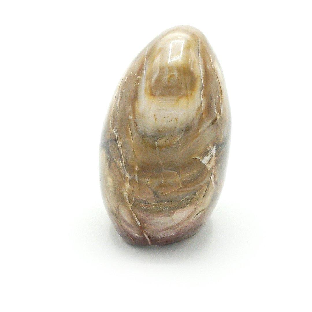Polished Petrified Wood - The Rutile Ltd