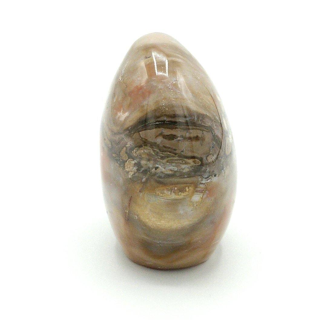 Polished Petrified Wood - The Rutile Ltd